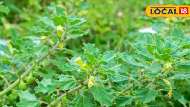 एक पत्ता, हजार राहत… प्रकृति का वरदान है गोखरू के पत्ते, इसके इस्तेमाल से दाद को कहें अलविदा!