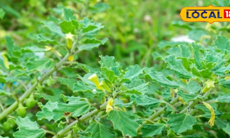 एक पत्ता, हजार राहत… प्रकृति का वरदान है गोखरू के पत्ते, इसके इस्तेमाल से दाद को कहें अलविदा!