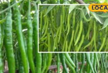 एग्रीकल्चर न्यूज़: सालों की मेहनत और जैविक परंपरा से बनी भटनोखा की मिर्च, राजस्थान और देशभर में बढ़ती मांग