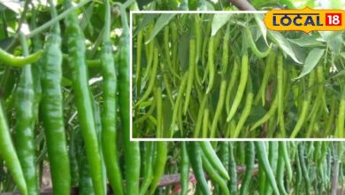 एग्रीकल्चर न्यूज़: सालों की मेहनत और जैविक परंपरा से बनी भटनोखा की मिर्च, राजस्थान और देशभर में बढ़ती मांग