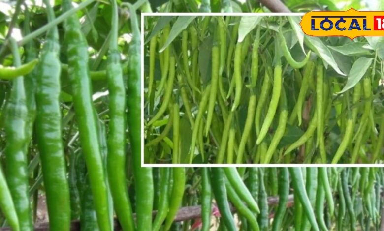 एग्रीकल्चर न्यूज़: सालों की मेहनत और जैविक परंपरा से बनी भटनोखा की मिर्च, राजस्थान और देशभर में बढ़ती मांग