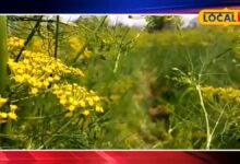 औषधीय गुणों वाली इस फसल की करें खेती, छप्पड़फाड़ कमाएंगे मुनाफा, मसाला बाजार में है जबरदस्त डिमांड