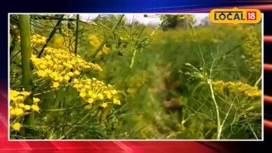 औषधीय गुणों वाली इस फसल की करें खेती, छप्पड़फाड़ कमाएंगे मुनाफा, मसाला बाजार में है जबरदस्त डिमांड