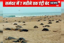 कछुओं के लिए समंदर लॉकडाउन: ओडिशा में 7 महीने मछली पकड़ने पर बैन, 11 हजार परिवार ₹15000 की राहत