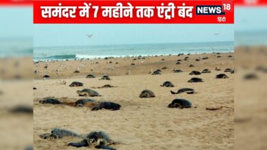 कछुओं के लिए समंदर लॉकडाउन: ओडिशा में 7 महीने मछली पकड़ने पर बैन, 11 हजार परिवार ₹15000 की राहत