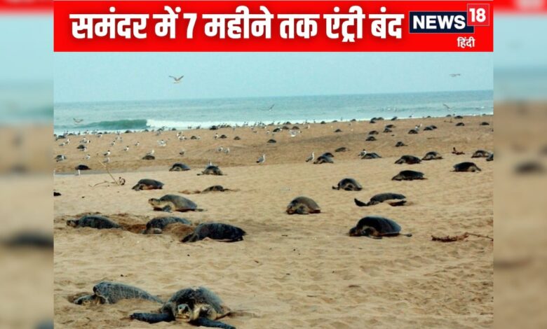 कछुओं के लिए समंदर लॉकडाउन: ओडिशा में 7 महीने मछली पकड़ने पर बैन, 11 हजार परिवार ₹15000 की राहत