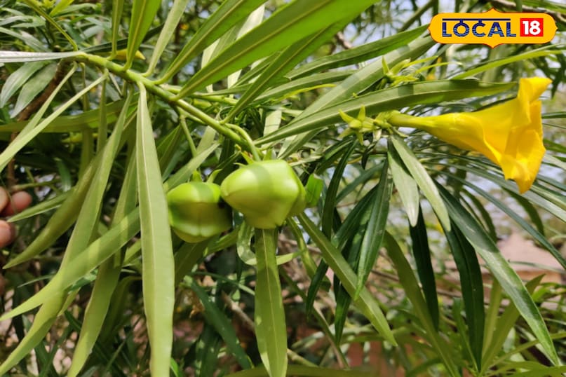 कनेर का फल 