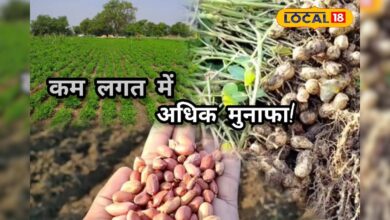 कम लागत में दोगुनी कमाई! नवंबर में मूंगफली की खेती क्यों है सबसे फायदेमंद? जानें एक्सपर्ट राय – News18 हिंदी