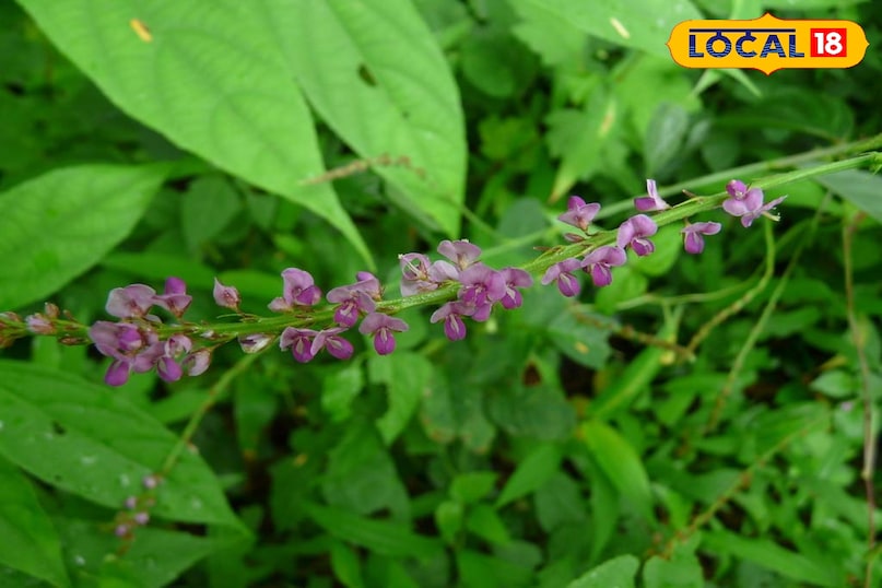 हेल्थ टिप्स 