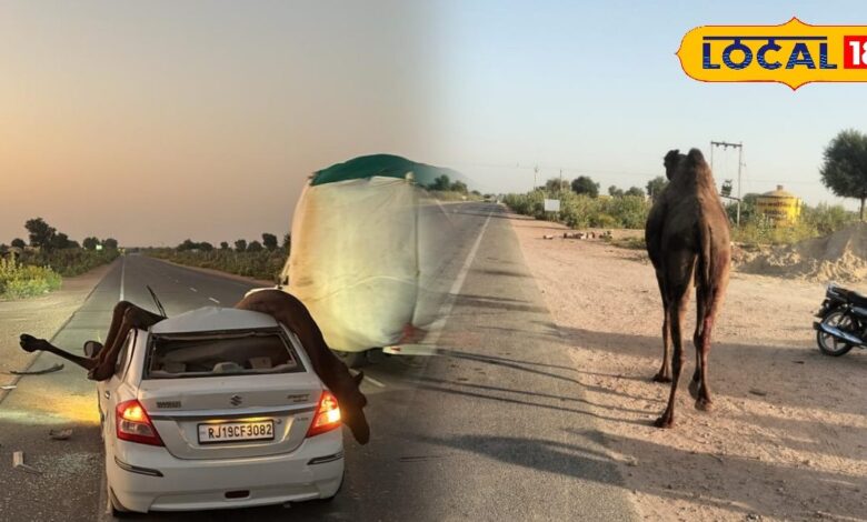कार की छत तोड़कर अंदर घुसा ऊंट, जेसीबी से निकाला बाहर, मरते-मरते बचा ड्राइवर..