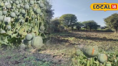 काला सोना देगा लाखों की कमाई, लेकिन तभी…जब किसान इन खास टिप्स को अपनाएंगे!