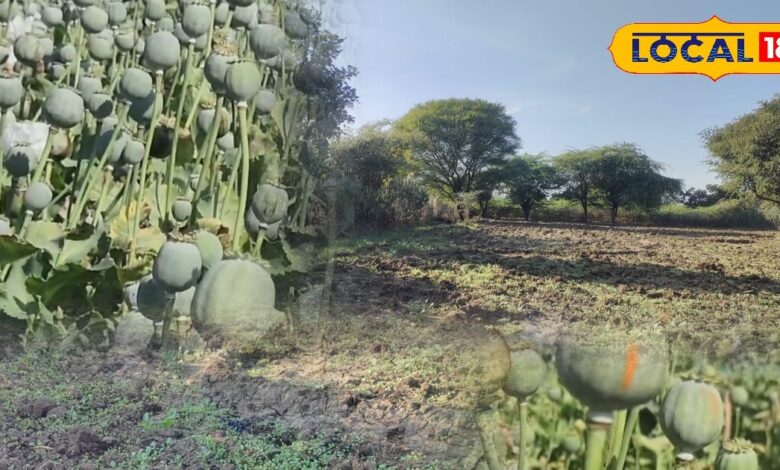 काला सोना देगा लाखों की कमाई, लेकिन तभी…जब किसान इन खास टिप्स को अपनाएंगे!