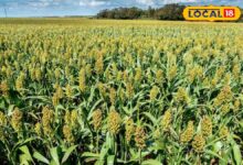 किसान इस फसल की करें खेती, सीमित संसाधन में मिलती है बंपर उपज, लाखों में कमा सकते हैं मुनाफा