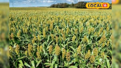 किसान इस फसल की करें खेती, सीमित संसाधन में मिलती है बंपर उपज, लाखों में कमा सकते हैं मुनाफा