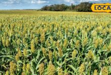 किसानों के लिए एटीएम से कम नहीं है यह फसल, कम लागत में होगी लाखों की कमाई, जानें खेती के ट्रिक्स