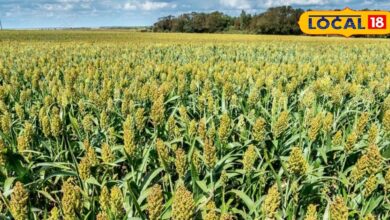 किसानों के लिए एटीएम से कम नहीं है यह फसल, कम लागत में होगी लाखों की कमाई, जानें खेती के ट्रिक्स