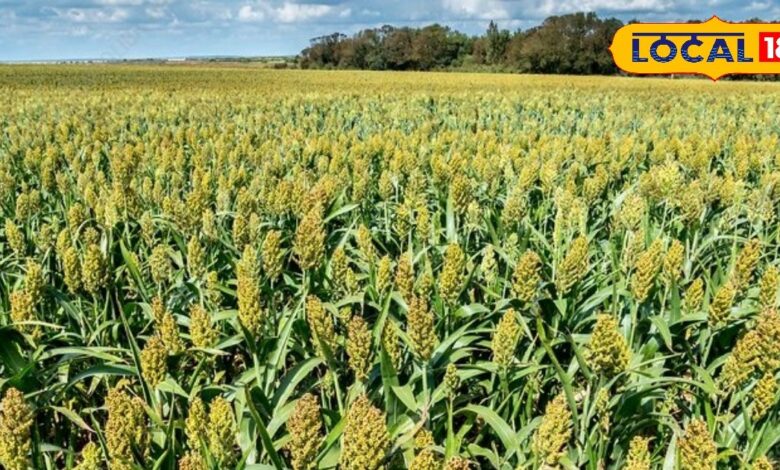 किसानों के लिए एटीएम से कम नहीं है यह फसल, कम लागत में होगी लाखों की कमाई, जानें खेती के ट्रिक्स