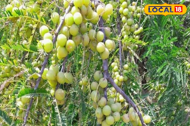 आंवला आंवला