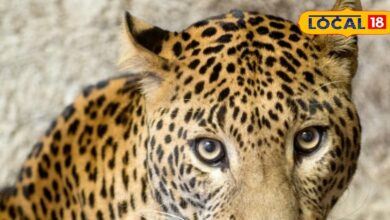 कुराबड़ में तेंदुए का खौफ! कच्चे घर में घुसा, ग्रामीणों ने किया कैद, वन विभाग ने रेस्क्यू कर जंगल में छोड़ा