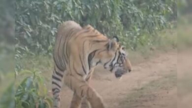 केवल 15 मिनट... और पूरी जिप्सी सन्न! टूरिस्टों के सामने अचानक आ गया बाघ, VIDEO हुआ वायरल – News18 हिंदी