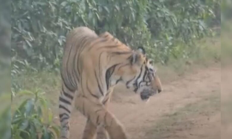 केवल 15 मिनट... और पूरी जिप्सी सन्न! टूरिस्टों के सामने अचानक आ गया बाघ, VIDEO हुआ वायरल – News18 हिंदी