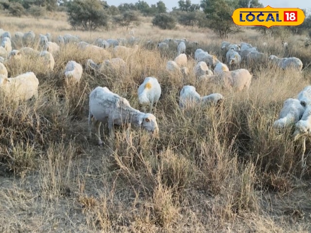 बीकानेर में गलघोंटू के बढ़ते केस, दुधारू पशुओं को बचाने के लिए जारी निर्देश