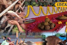 गोपाष्टमी पर गौशाला में गौमाता को छप्पन भोग व पूजा