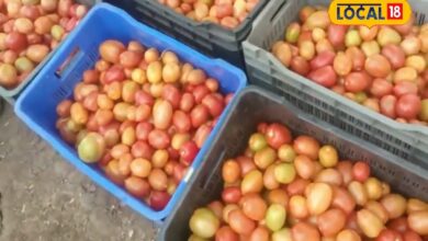 ग्राउंड रिपोर्ट: रेवदर में टमाटर की बंपर खेती, लेकिन मंडी नहीं! किसान बोले- औने-पौने दामों में बेचने को हैं मजबूर