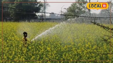ग्राउंड रिपोर्ट : सिंचाई के लिए पानी खरीदने की मजबूरी! बारिश के बाद भी दौसा में जल संकट, सरसों का भविष्य अधर में
