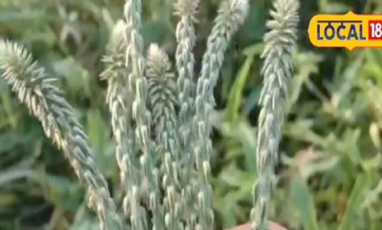 घर के आंगन में उगता है ये पौधा...लोग कर देते नजरअंदाज, कई मर्ज का रामबाण इलाज