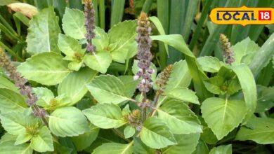 घर में आसानी से उगाएं यह पौधा, सर्दी-खांसी समेत कई रोगों से पाएं राहत, जानिए इसके फायदे