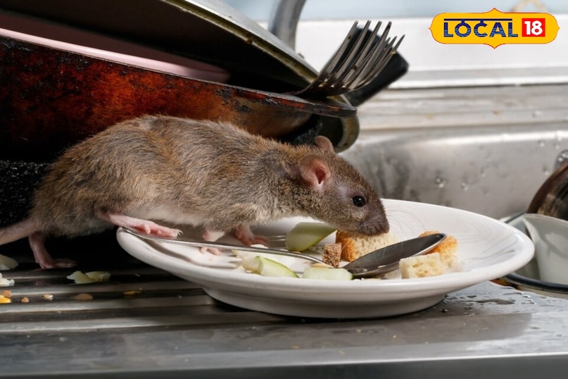 बिना ज़हर और दवा के, घरेलू नुस्खों से चूहों पर काबू! बिना ज़हर और दवा के, घरेलू नुस्खों से चूहों पर काबू!