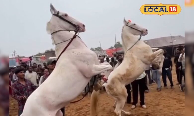 घोड़े भी झूमे ताल पर! पुष्कर मेले में दिखा ऐसा नज़ारा कि लोग देखते रह गए – News18 हिंदी