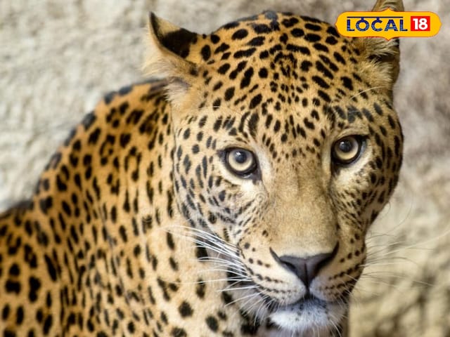 जयपुर सिविल लाइन्स में तेंदुए की एंट्री से दहशत, रेस्क्यू ऑपरेशन जारी