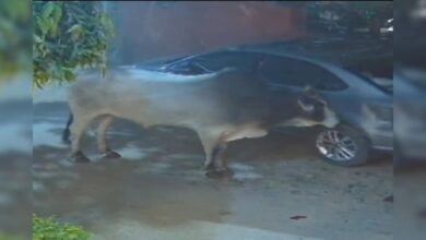 जयपुर में सांडों का आतंक! मानसरोवर पटेल मार्ग पर हुई सांडों की लड़ाई, गाड़ियां बर्बाद, वीडियो वायरल