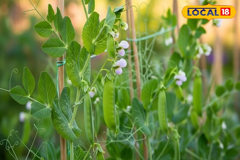 एग्रीकल्चर न्यूज 