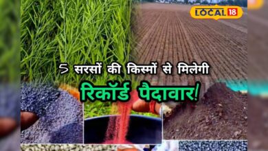 जानिए वो 5 सरसों की किस्में जो किसानों को बना रही हैं करोड़पति! – News18 हिंदी