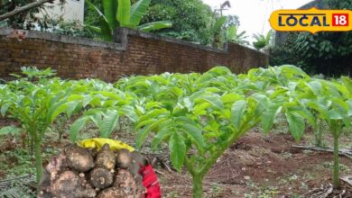 जिमीकंद के चमत्कारी फायदे| elephant foot yam | jimikand ke fayde| suran health benefits