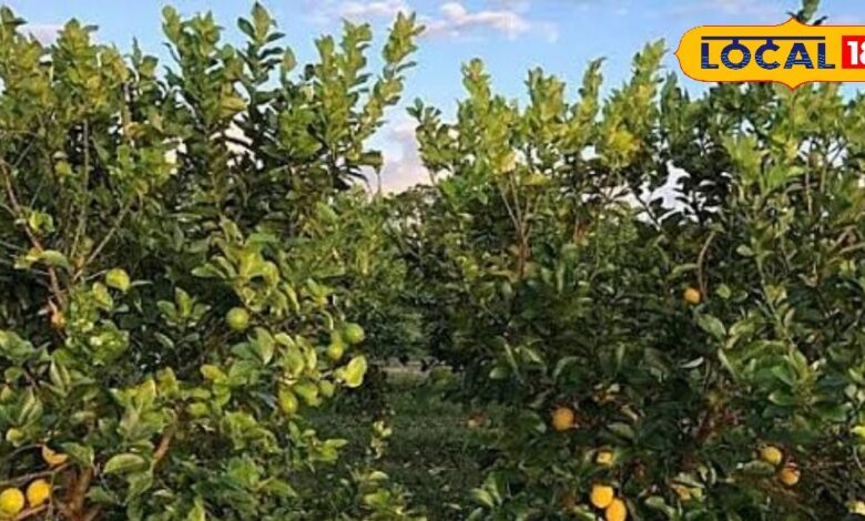 जैविक खेती का कमाल! जयपुर के किसान ऑर्गेनिक नींबू से कमा रहे लाखों, खुद बनाते हैं कीटनाशक