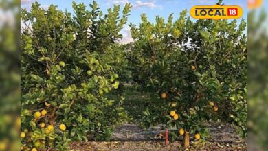 जैविक नींबू की खेती से जयपुर के किसान की बढ़ी कमाई, खुद बनाते हैं ऑर्गेनिक कीटनाशक