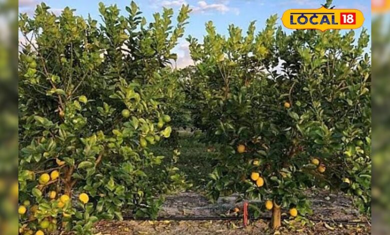 जैविक नींबू की खेती से जयपुर के किसान की बढ़ी कमाई, खुद बनाते हैं ऑर्गेनिक कीटनाशक