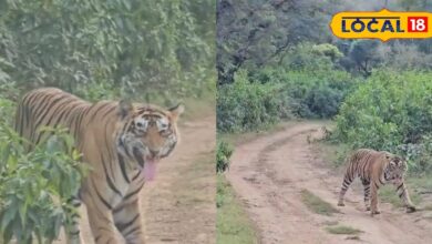 टाइगर आया इतना पास कि जिप्सी पीछे करनी पड़ी... सरिस्का में सैलानियों का दिल दहला देने वाला अनुभव!