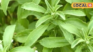 डायबिटीज से राहत दिलाएंगी ये तीन पौधों की पत्तियां, घर पर गमले में आसानी से करें खेती, जानें नाम