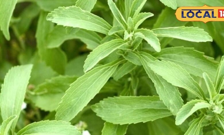 डायबिटीज से राहत दिलाएंगी ये तीन पौधों की पत्तियां, घर पर गमले में आसानी से करें खेती, जानें नाम