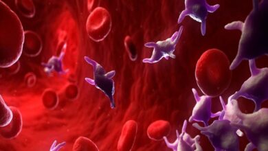 डेंगू में प्लेटलेट्स कैसे बढ़ाएं घरेलू उपाय और जरूरी सावधानियां जानें.