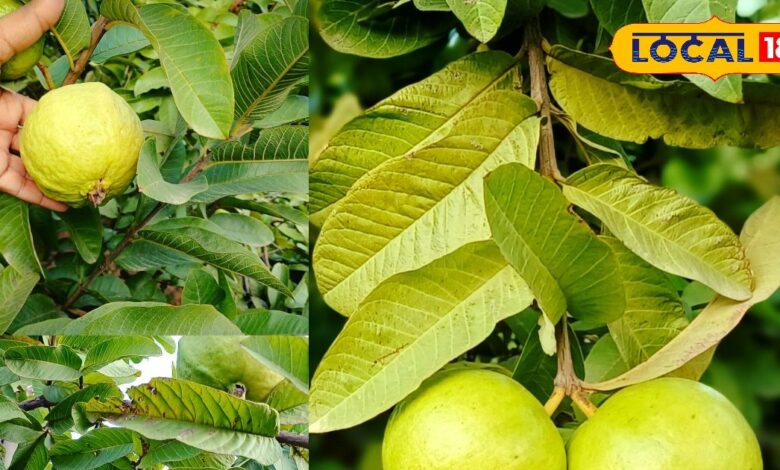 दिल्ली-जयपुर तक अमरूद की मांग से भरतपुर किसानों को लाभ