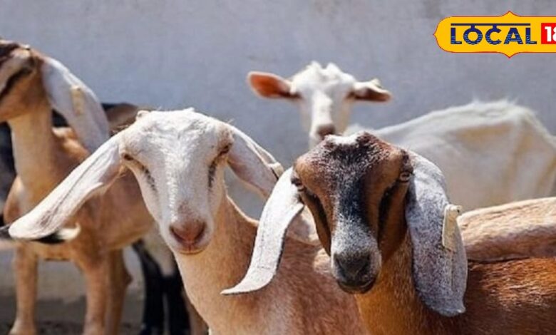 नवजातों के लिए अमृत बकरी का दूध! गाय-भैंस से ज्यादा फायदेमंद, इन बीमारियों का रामबाण इलाज