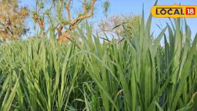 ना बरसीम, ना बाजरा! एक बार कर दी इस घास की बुआई तो सालों तक मिलेगी फसल, होगी छप्परफाड़ कमाई