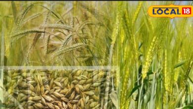 नागौर किसानों के लिए जौ की खेती के वैज्ञानिक और लाभदायक तरीके
