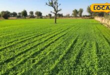 नागौर पान मेथी की कटिंग शुरू, किसानों को मिल रहा अच्छा रिटर्न.